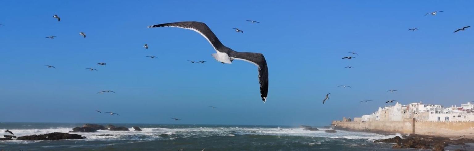 L'oiseau Bleu